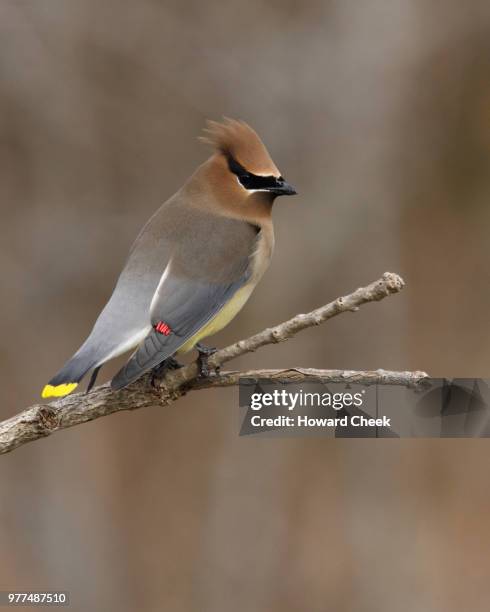 cedar waxwing (bombycilla cedrorum) perching on branch, texas, usa - seidenschwanz vogelart stock-fotos und bilder