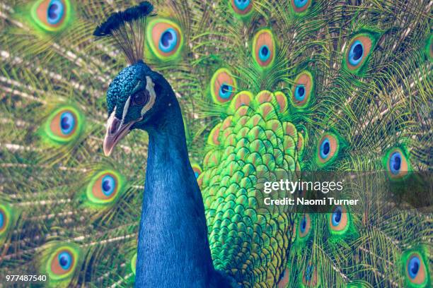 colorful peacock, cranham, gloucester, uk - pavone foto e immagini stock