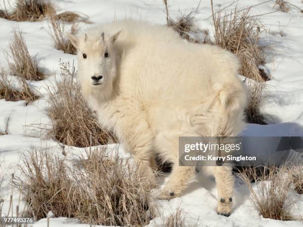 mountain goat kid - mountain goat stock pictures, royalty-free photos & images