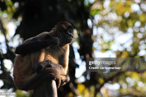 la mona embarazada - mona monkey stock pictures, royalty-free photos & images