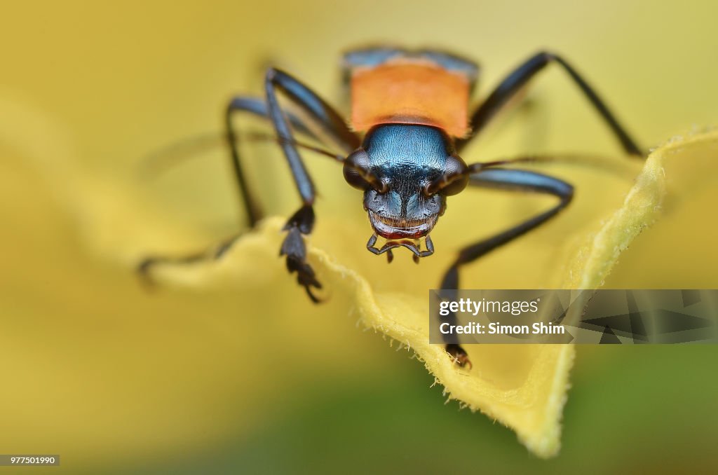 Beetle close-up
