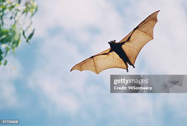 fruit bat in flight - bat animal stockfoto's en -beelden