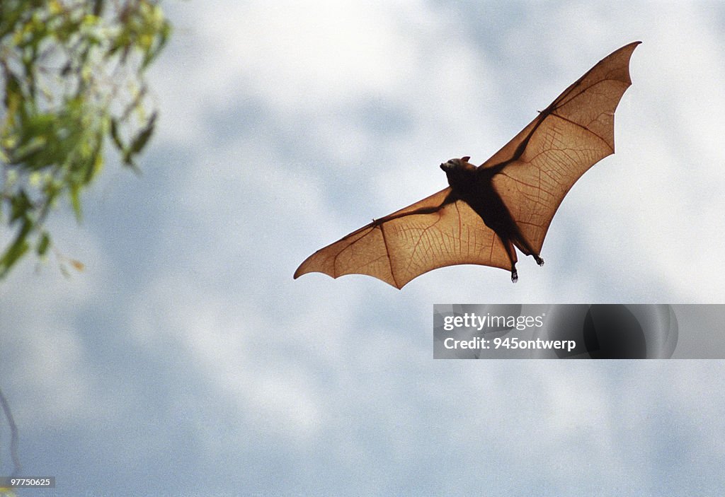 Fruit bat in flight (high resolution file)