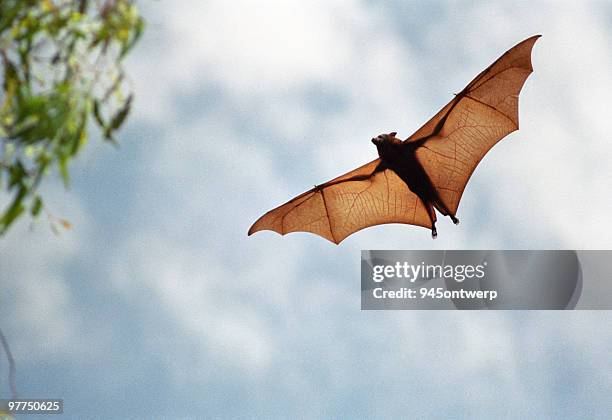 fruit bat in flight (high resolution file) - ontwerp 個照片及圖片檔