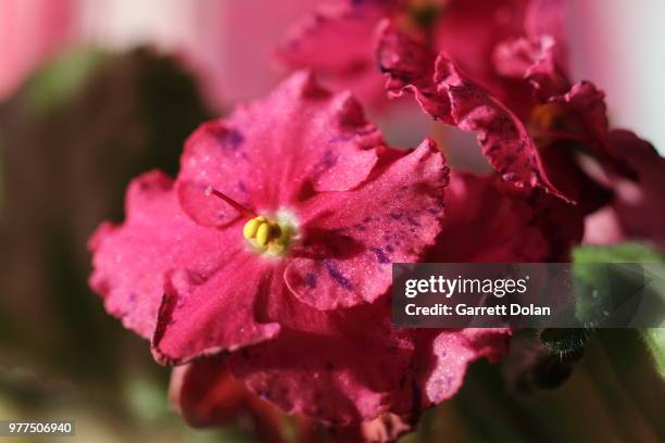 african violet purple highlights - african violet - fotografias e filmes do acervo