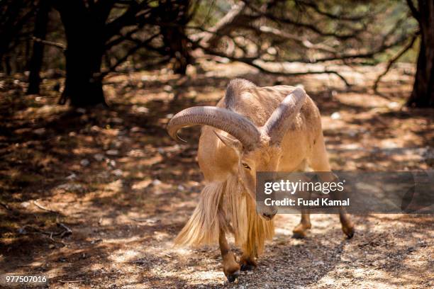 barbary sheep (ammotragus lervia), texas, usa - casalinga stockfoto's en -beelden