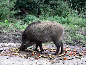 wild pig at feed
