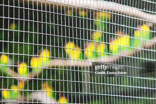 caged lovebirds - emma baker stock pictures, royalty-free photos & images