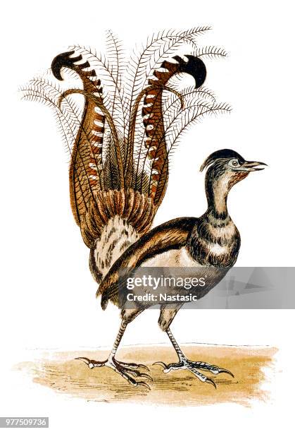 the superb lyrebird (menura novaehollandiae) is an australian songbird, one of two species from the family menuridae ,it is one of the world's largest songbirds - superb stock illustrations