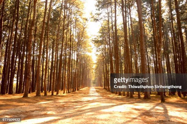 coniferous forest - coniferous stock pictures, royalty-free photos & images