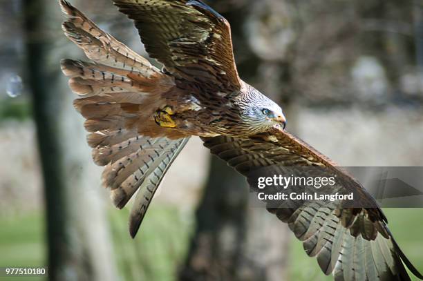 Alaskan Raptor Bird 894 Raptor (Bird) Stock Photos, High-Res Pictures, and Images - Getty ...