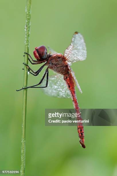 red libellula, lodi, lombardy, italy - lodi lombardy stock pictures, royalty-free photos & images
