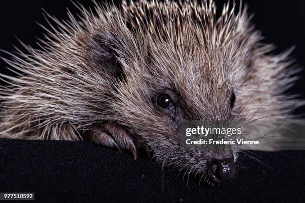 hedgehog - riccio - insectívoro fotografías e imágenes de stock