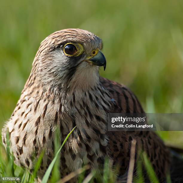 Alaskan Raptor Bird 858 Raptor (Bird) Stock Photos, High-Res Pictures, and Images - Getty ...