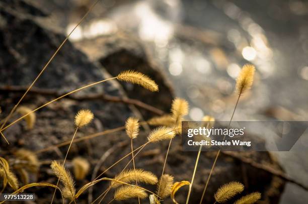 wind - foxtail barley stock pictures, royalty-free photos & images