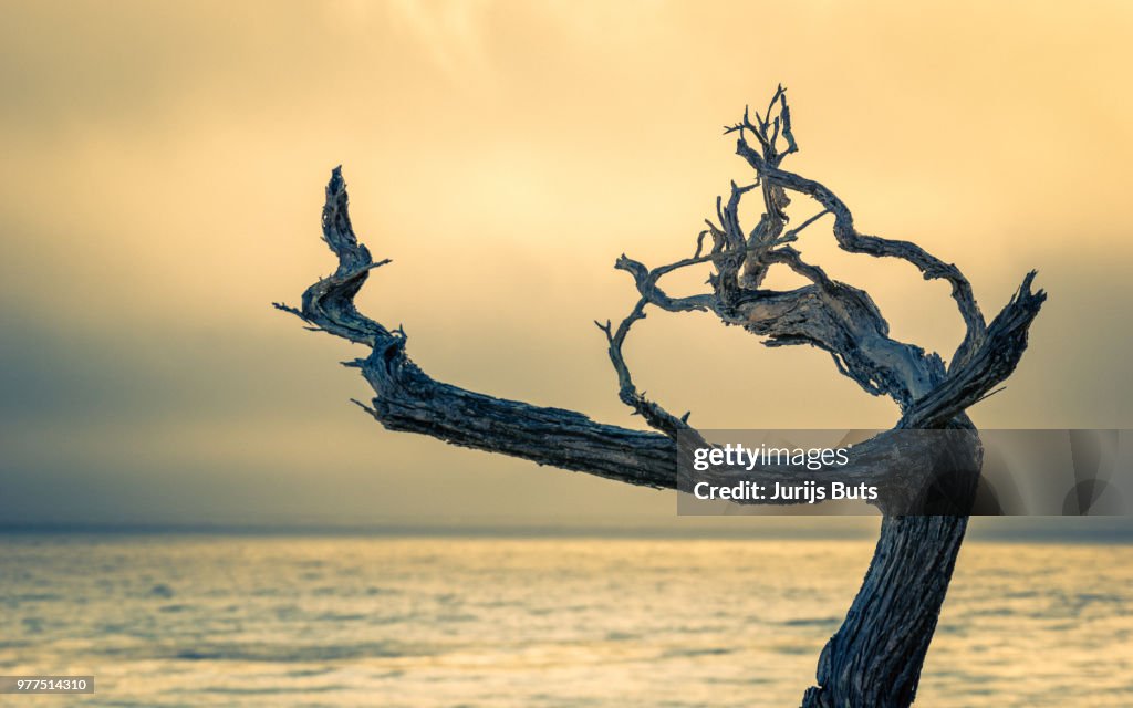 Dead Tree