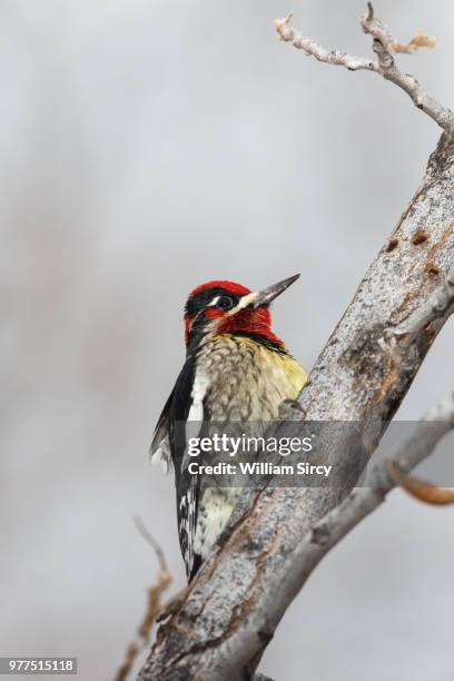 red-naped sapsucker - red naped sapsucker stock pictures, royalty-free photos & images
