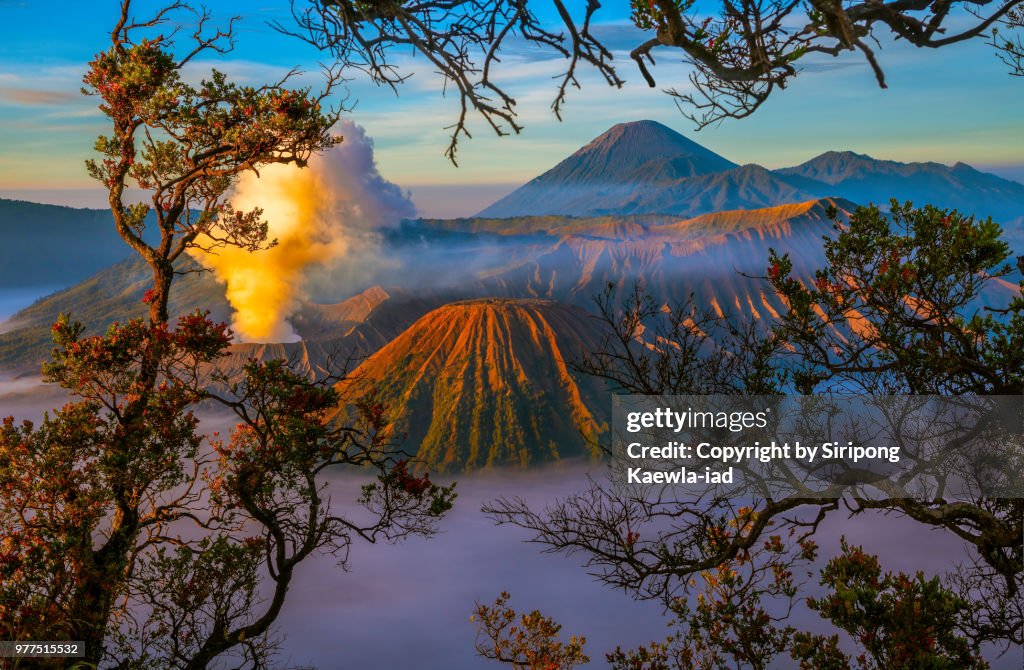 The beautiful sunrise scene of the volcanoes at the Bromo Tengger Semeru National Park with the branches of trees, East Java, Indonesia.