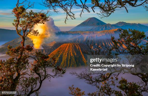 the beautiful sunrise scene of the volcanoes at the bromo tengger semeru national park with the branches of trees, east java, indonesia. - bromo crater 個照片及圖片檔