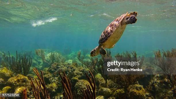 turtle snorkeling over reef, british overseas territories - providenciales stock pictures, royalty-free photos & images