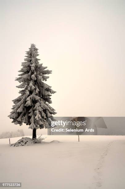 evergreen tree in snow, frauenwald, germany - selenium stock pictures, royalty-free photos & images