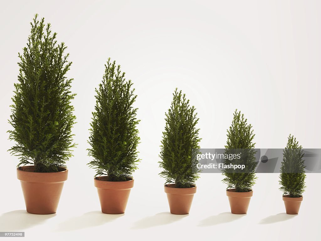 Row of conifer trees growing in size