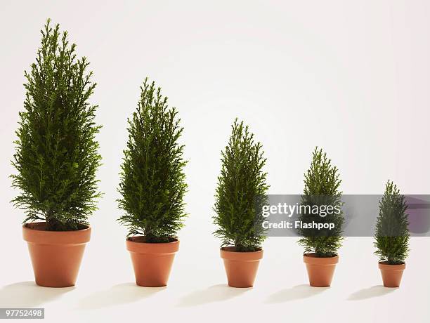 row of conifer trees growing in size - pot plant 個照片及圖片檔