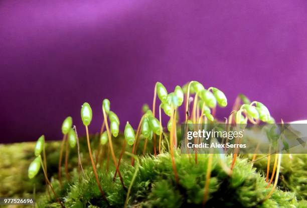 a crowd - serres stock pictures, royalty-free photos & images