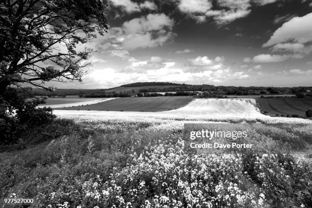summer landscape south downs national park - south downs national park stock pictures, royalty-free photos & images