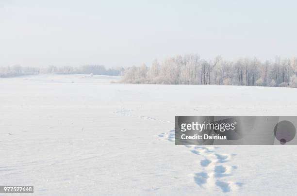 footsteps in snow - footprint stock pictures, royalty-free photos & images