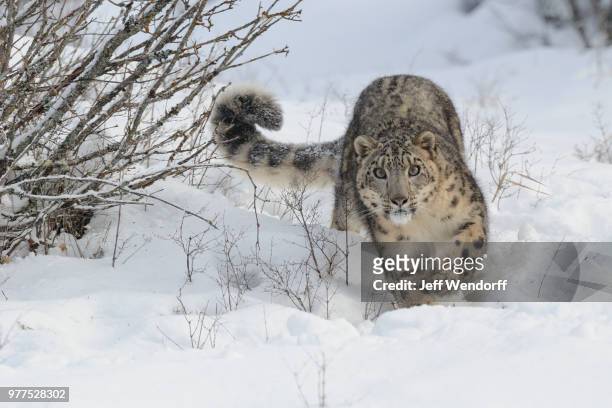 a snow leopard walking through the snow. - snow leopard stock pictures, royalty-free photos & images