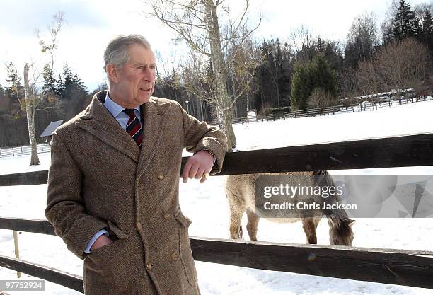 Prince Charles, Prince of Wales looks at Polish Tarpan Horses as he visits a Bison Reserve on March 16, 2010 in Bialowieza, Poland. Prince Charles,...