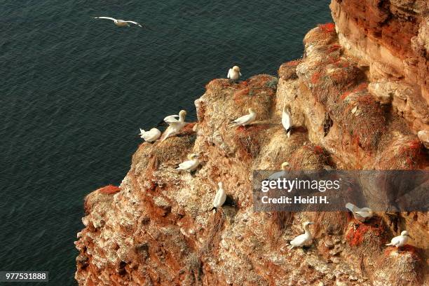 northern gannet (morus bassanus) flock perching on cliff, heligoland, schleswig-holstein, germany - alcatraz común fotografías e imágenes de stock