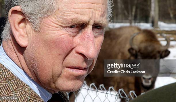Prince Charles, Prince of Wales looks at Bison as he visits a Bison Reserve on March 16, 2010 in Bialowieza, Poland. Prince Charles, Prince of Wales...