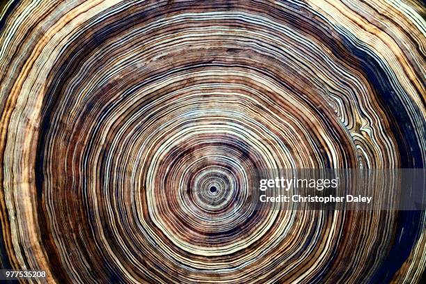 tree rings - tree trunk ストックフォトと画像