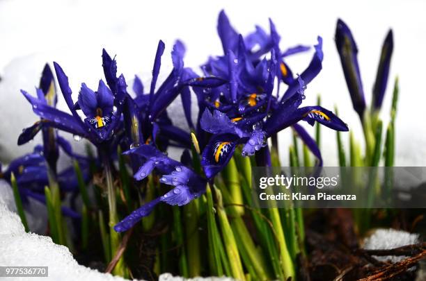 the spring is here!! iris reticulata - iris reticulata stock pictures, royalty-free photos & images