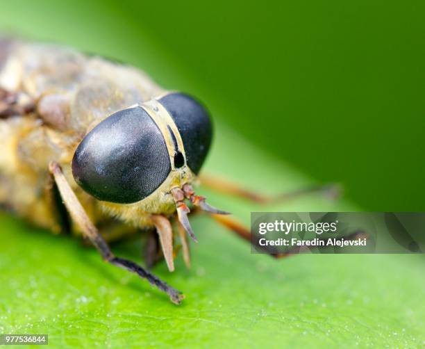 horsefly - trypanosoma bildbanksfoton och bilder