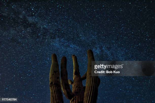 dancing under the stars - cactus cardon photos et images de collection