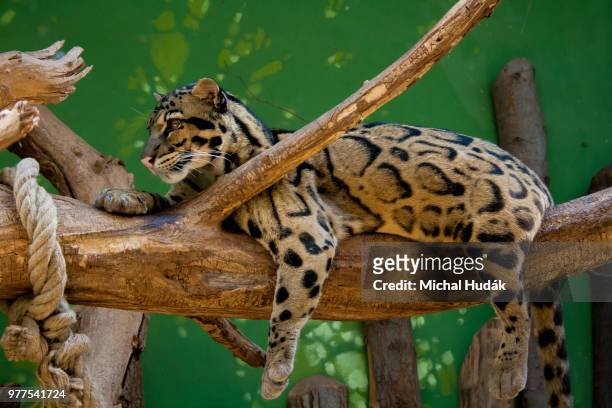 young leopard - czech hunters 個照片及圖片檔
