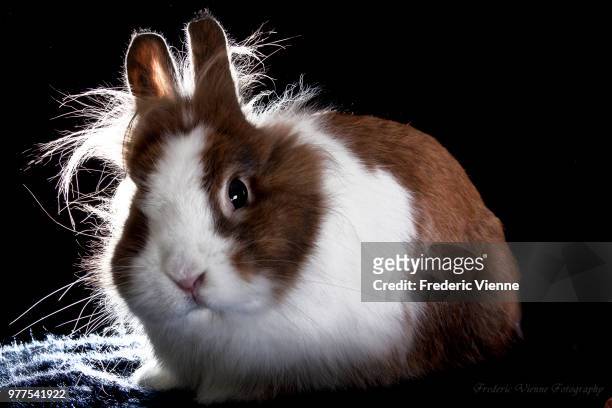 elvis rabbit  - coniglio d'appartamento - appartamento fotografías e imágenes de stock
