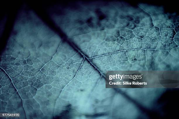 venes - venes stock pictures, royalty-free photos & images