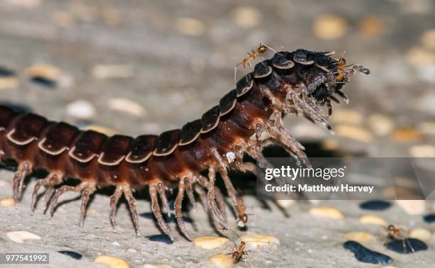 bornean centipede + ants - centipede 個照片及圖片檔