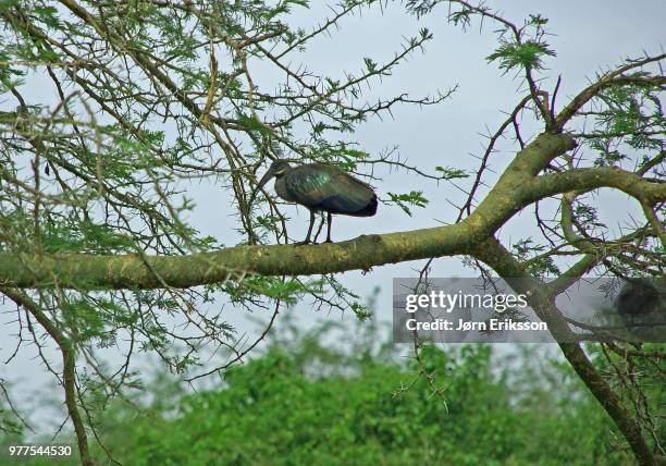Hade Da 124 Hadeda Stock Photos, High-Res Pictures, and Images - Getty Images
