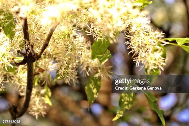 spring tree in the sunshine - hamamelis photos et images de collection