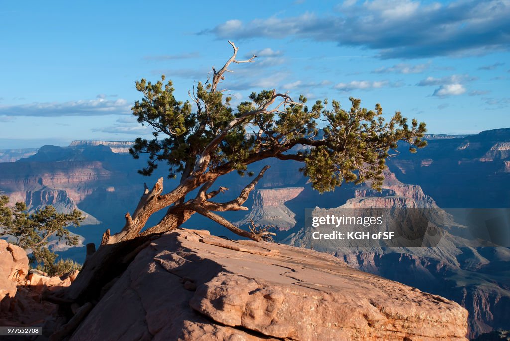 Pinyon