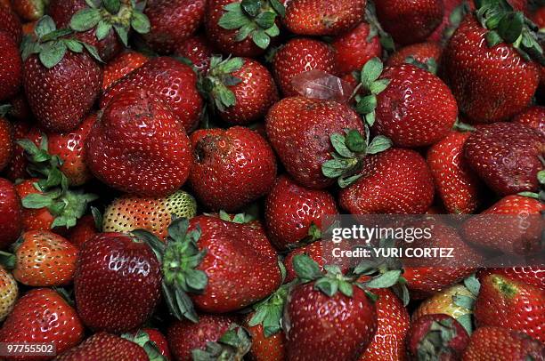 Strawberries for sale at the Municipal market in Cartago, some 25 km south of San Jose, on March 13, 2010. AFP PHOTO/ Yuri CORTEZ