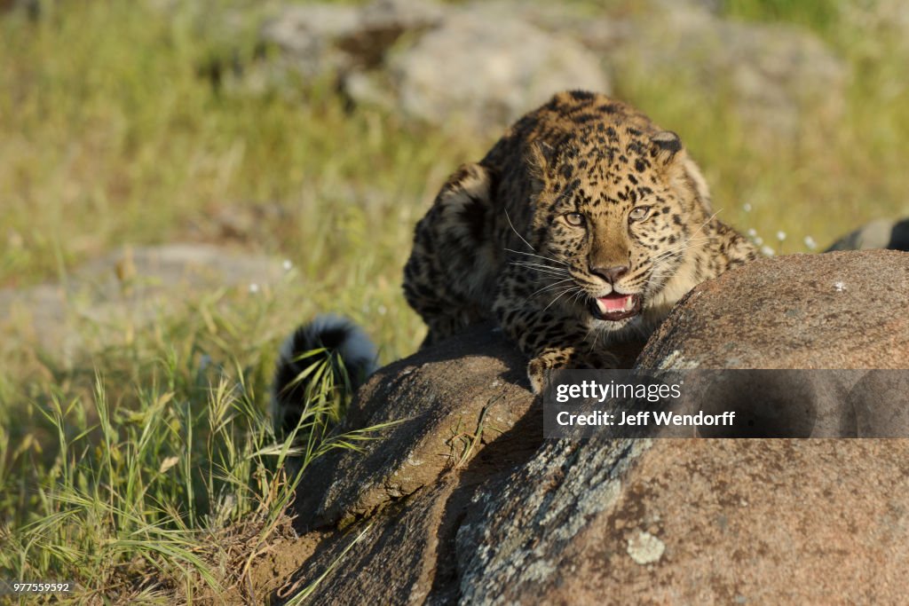 Amur leopard lying on rock, USA