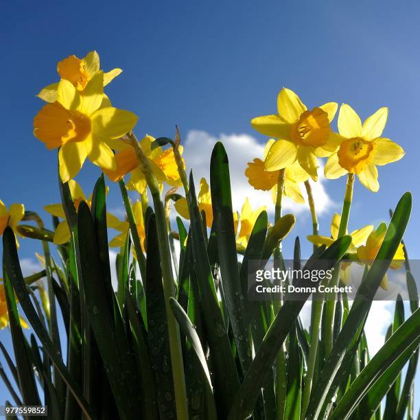 daffodils - tete a tete - tete stock-fotos und bilder