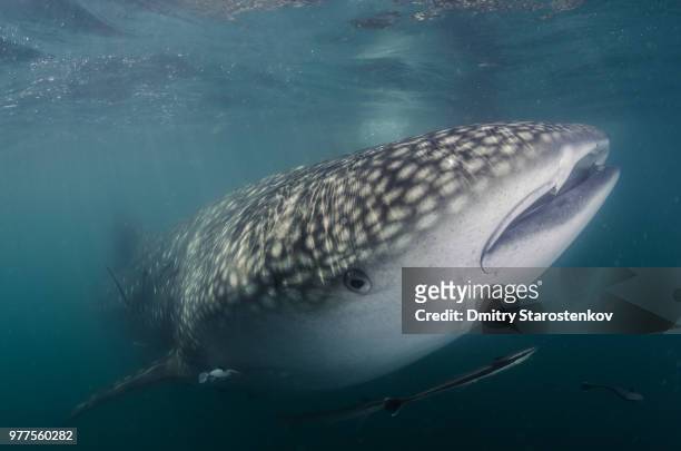 the whale shark portrait - micrófago filtrador fotografías e imágenes de stock