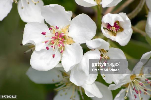 peren bloesem - bloesem stock pictures, royalty-free photos & images